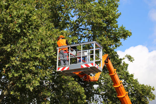 Trusted Rohnert Park, CA Tree Removal and Landscaping Services Experts